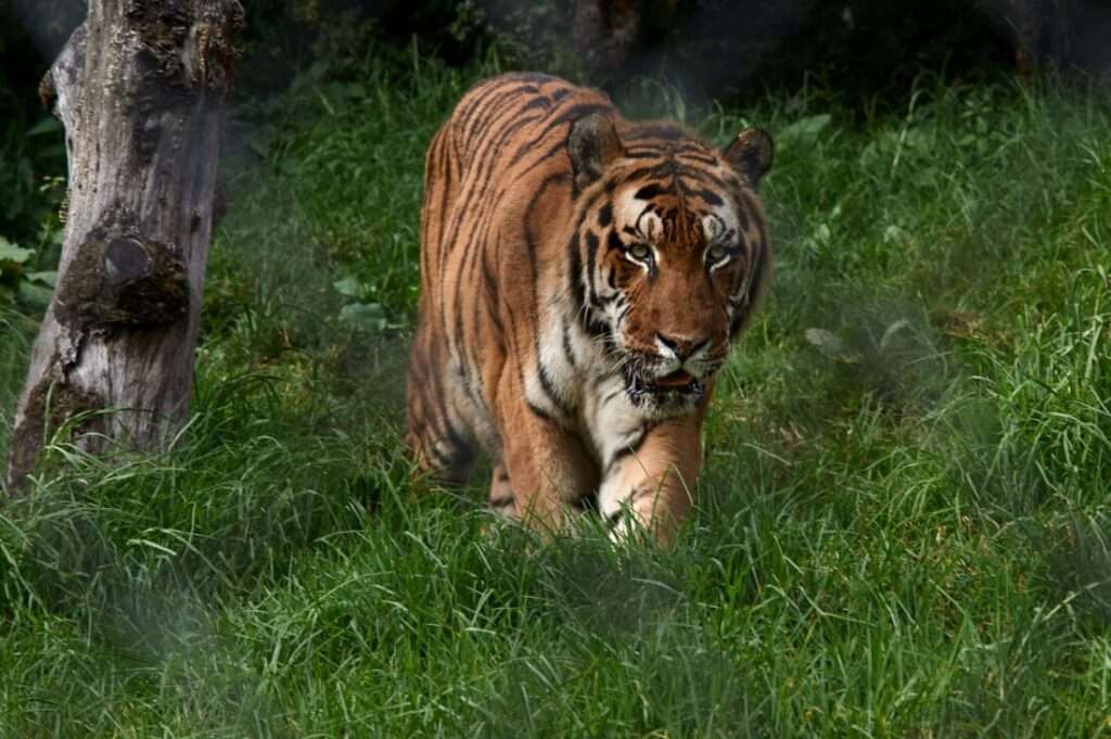 Nainital zoo