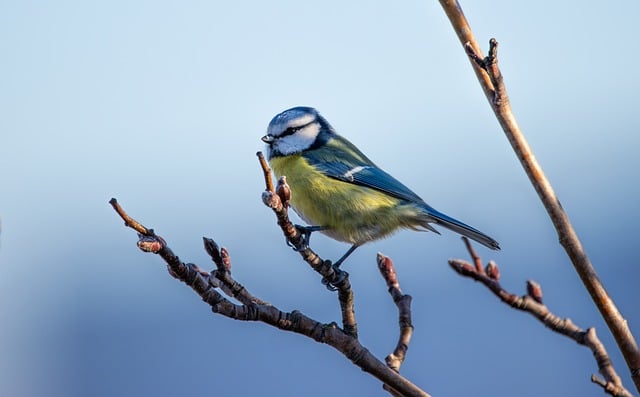 Bird Watching Sattal