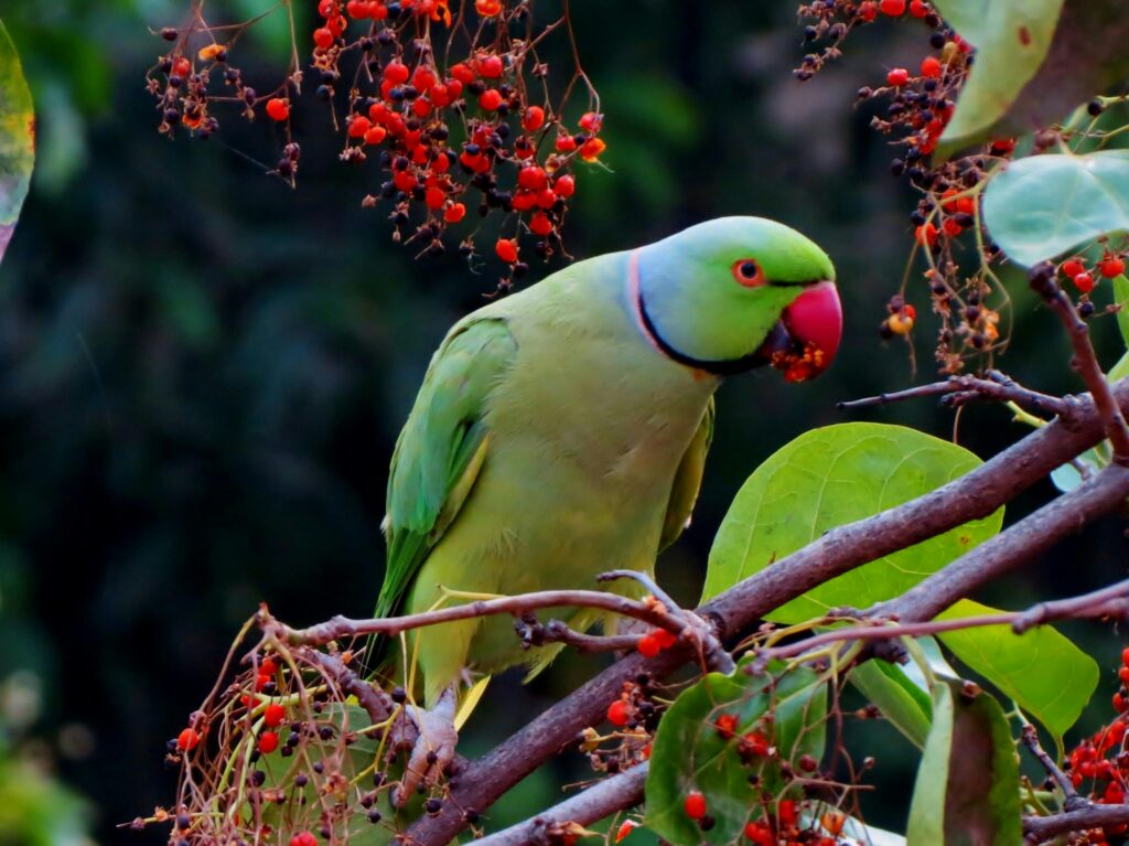 Birdwatching in Bhimtal